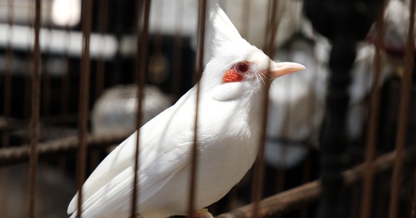 Điểm danh các loại chim chào mào được săn lùng hiện nay 2022  Trung Cấp  Nghề Thương Mại Du Lịch Thanh Hoá